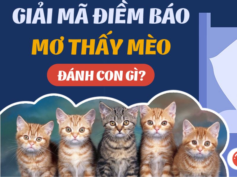 Mèo Số Mấy