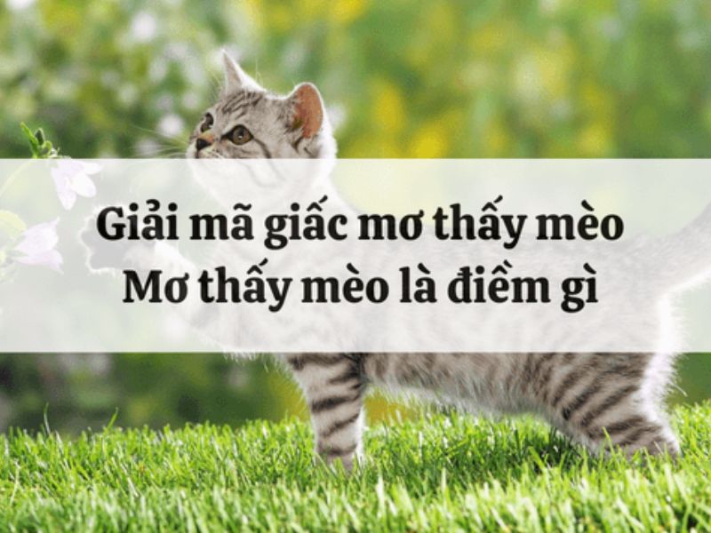 Giải Mã Những Chi Tiết Trong Giấc Mơ Mèo