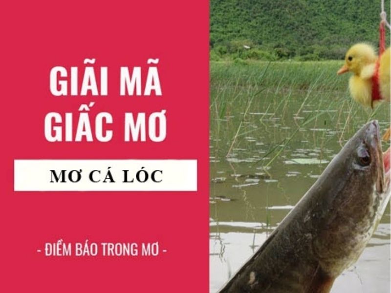 Mơ thấy cá lóc