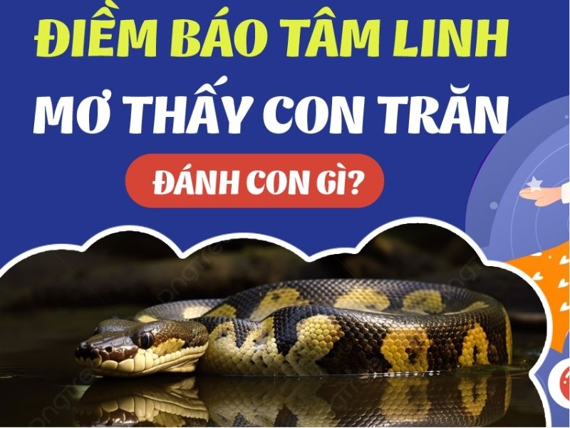 Nằm mơ thấy trăn đánh số gì